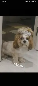 Ши-тцу