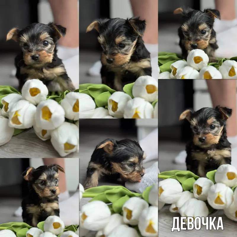 Йоркширский терьер