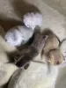 Котята для брони