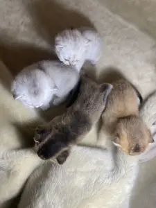 Котята для брони