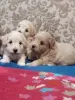 Щенки мальтипу