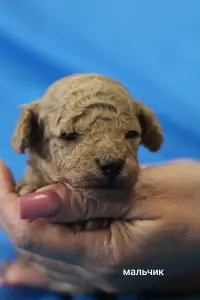 Щенки той пуделя