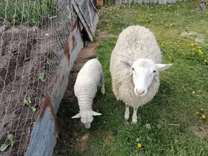 овцы