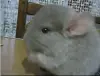 Шиншила