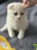 Шотландский вислоухий котенок