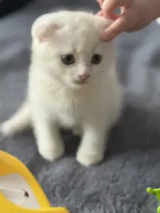 Шотландский вислоухий котенок