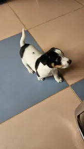Собака