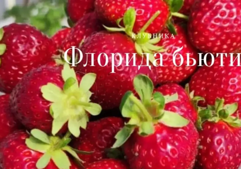 Флорида Бьюти. Семена.