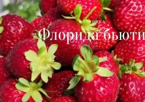 Флорида Бьюти. Семена.