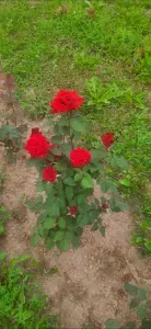 Красные розы