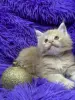 Мейн-Кун чистокровные котята