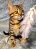 Бенгальские котята