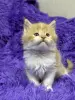 Мейн-Кун чистокровные котята