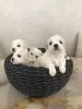 Щенки породы Бишон Фризе