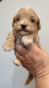 Мальтипу мальчик. Цена в рублях.