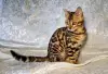 Бенгальские котята