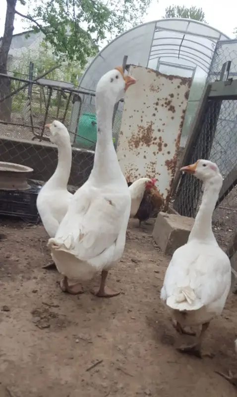 Гуси семья 1+3