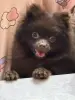 Померанский шпиц.
