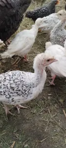 Индюшата двухмесячные
