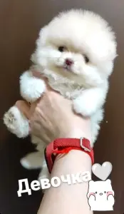 Померанский шпиц, девочка. Мини мишка