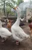 Гуси семья 1+3