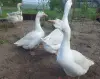 Гуси семья 1+3