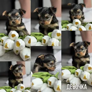 Йоркширский терьер