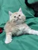 Мейн-Кун чистокровные котята