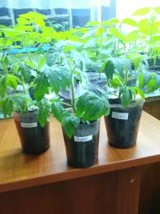 Томат Балконное чудо