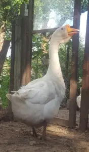 гусята