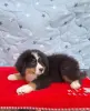 Бернский зенненхунд чистокровный щенок