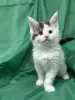 Мейн-Кун чистокровные котята