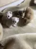 Котята для брони