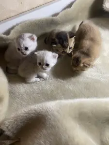 Котята для брони
