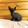 Канадский сфинкс котята, голенькие, ласковые, красивых окрасов