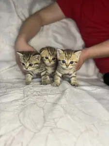 Шотландские котята