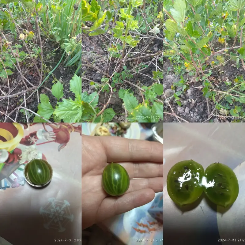 Лилии,ромашка,пион,крыжовник,Ежевика,