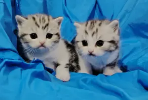Шотландские котята.