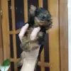 Йорк девочка.