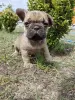 Щенки французского бульдога