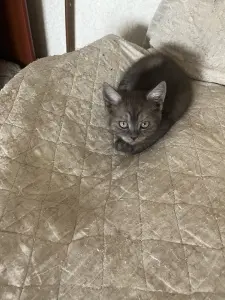 Котята