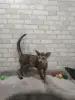 Ориентальные котята