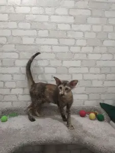 Ориентальные котята