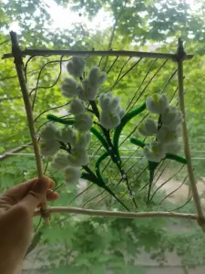 Цветы в рамке