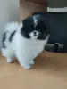 Шпиц