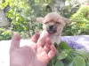Счастье на ладошке щенули чихуахуа