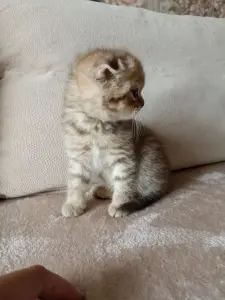 Котята Шотландские