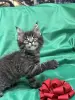 Мейн-Кун чистокровные котята
