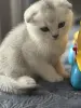 Шотландский котенок