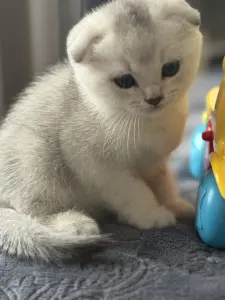 Шотландский котенок